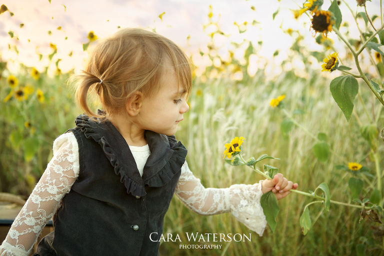 picking sunflowers