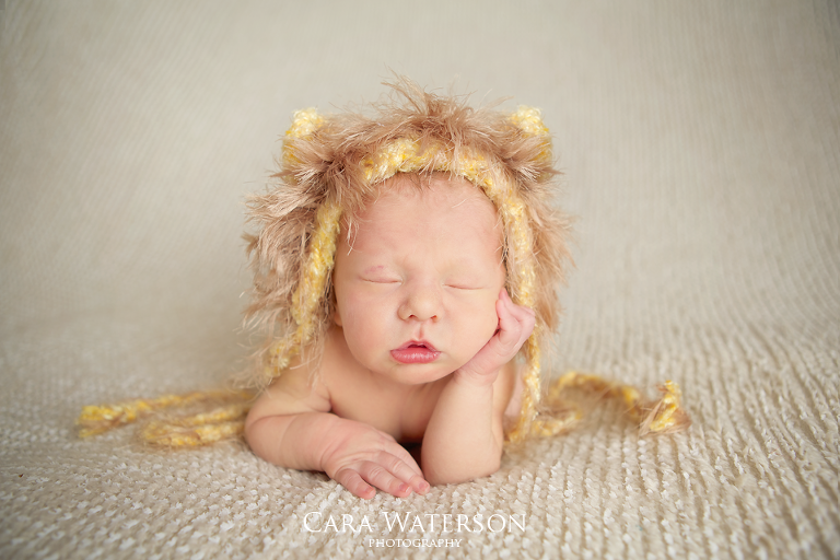 newborn lion